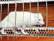Ngắm cáo Bắc cực trắng muốt, đẹp "ma mị" ở Việt Nam