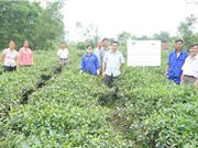 Thái Nguyên tăng 40% năng suất chè nhờ bón than sinh học