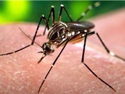 Nhiều người Đông Nam Á đã miễn dịch với Zika?