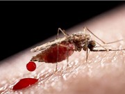 Sốt rét tàn phá đế chế La Mã cổ đại cách đây 2.000 năm 