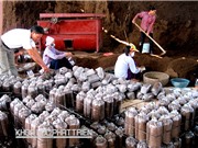 Nông dân thành triệu phú nhờ trồng nấm công nghệ cao