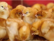 Tránh “thảm sát” gà trống nhờ xác định giới tính sớm