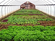 Lào Cai: Nâng cao năng suất trong nông nghiệp nhờ ứng dụng công nghệ cao