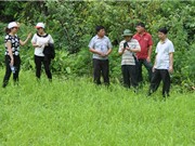 Hồi sinh giống lúa quý nhờ công nghệ sinh học
