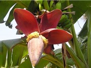 5 công dụng của hoa chuối không phải ai cũng biết