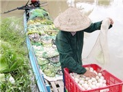 Nuôi vịt an toàn sinh học, dân Đồng Tháp thu lãi vài chục triệu