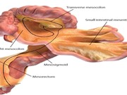 Những bộ phận ít được biết đến nhất trong cơ thể người