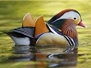 Ngắm bộ lông sặc sỡ của chim uyên ương