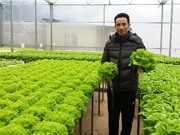 Thạc sĩ tài chính thu mỗi tháng gần tỷ đồng từ rau sạch