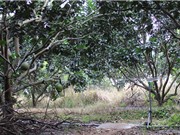 Xây dựng mô hình tưới phun sương kết hợp bón phân theo công nghệ Israel