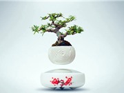 Bonsai mini “đại náo” thị trường Tết Đinh Dậu bay được là nhờ đâu?