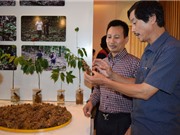 “Vua sâm” ở Kon Tum giúp nhiều hộ thoát nghèo