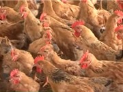 Kỹ thuật nuôi gà Nhép cho thu nhập hàng trăm triệu