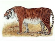 Kế hoạch hồi sinh hổ Ba Tư ở Trung Á