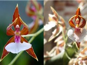 Những bông hoa có hình dạng kỳ quái nhất quả đất
