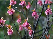 Ngắm đào chuông đẫm sương trong nắng Xuân