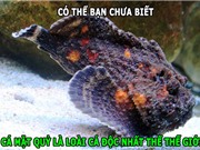 ĐỘC-LẠ: Loài cá độc nhất thế giới, chó có tuyến mồ hôi