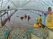 Cà Mau đẩy mạnh phát triển nông nghiệp công nghệ cao