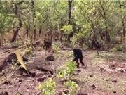 Tinh tinh bị các thành viên trong đàn ăn thịt