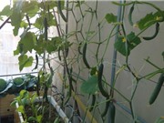 Kỹ thuật trồng dưa leo trong thùng xốp tại nhà