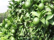 Kỹ thuật trồng chanh tứ quý cho thu nhập cả tỷ đồng/năm