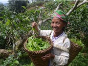 Yên Bái: Quản lý nhãn hiệu, khai thác hiệu quả chè Shan Suối Giàng