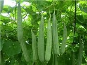 Hướng dẫn trồng mướp trong thùng xốp để quả sai, to