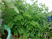 Kỹ thuật trồng rau ngót trong thùng xốp cho năng suất cao