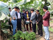Vĩnh Phúc: Triển khai thực hiện dự án sản xuất chuối tiêu hồng theo chuỗi giá trị