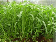 Kỹ thuật trồng rau muống trong thùng xốp cực đơn giản