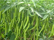Phương pháp trồng ớt tại nhà cho sai quả, hợp vệ sinh