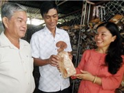 Kỹ thuật trồng nấm linh chi đỏ làm giàu của nông dân Phú Quốc