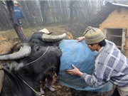 Không khí lạnh tăng cường, miền Bắc rét đậm tới 27/2