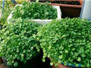 Hướng dẫn trồng rau cải xoong trong thùng xốp cho năng suất cao