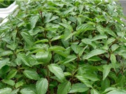 Phương pháp trồng rau đay tại nhà để cây xanh tốt