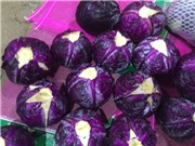 Kỹ thuật trồng bắp cải tím đổi vị cho mâm cơm