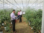 Triển vọng làm giàu từ mô hình trồng cà chua Picota trên đất Bến Tre