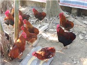 “Phục hưng”  đặc sản gà cáy củm