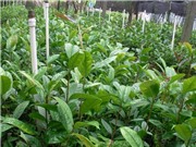 Vĩnh Phúc: Bảo tồn và sản xuất hàng hóa Trà hoa vàng