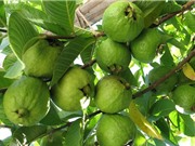 8 lợi ích không ngờ của trái ổi