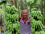 “Vua chuối” đất Bắc hiến kế “giải cứu” chuối