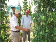 Phát triển và bảo tồn cây, con đặc trưng của Phú Quốc