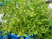 Hướng dẫn trồng rau cần nước tại nhà cho năng suất cao