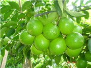 Kỹ thuật trồng chanh không hạt sai trĩu cành quanh năm