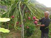 Kỹ thuật trồng thanh long ruột đỏ trên đất đồi thu trăm triệu