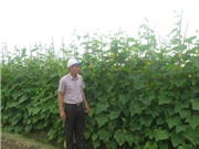 Kỹ thuật trồng dưa chuột lựa vụ cho thu nhập cao