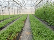 Từ nay, làm nông nghiệp công nghệ cao không phải lo về vốn