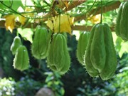 Phương pháp trồng su su tại nhà cho quả sai, to