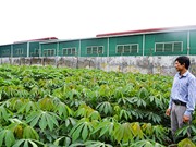 Kon Tum: Hiệu quả từ mô hình giống mì mới