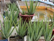 Mẹo trồng nha đam tại nhà cho cây mập mạp, xanh tốt